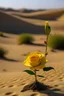 Placeholder: ROSA EN EL DESIERTO DE VAN GOGH