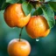 Placeholder: Generate a close-up image of three light orange apples hanging from a branch with green leaves. The apples are covered in tiny water droplets, with some droplets falling off the apples. The background should be softly blurred, featuring cool green and blue hues, evoking a misty atmosphere. The image should focus on the vibrant color of the apples, the clarity of the droplets, and the texture of the leaves and branch.