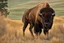 Placeholder: Bison walking uphill towards viewer's right, prairie grasses in foreground, background fades out to completely white