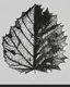 Placeholder: Leaf design