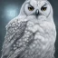 Placeholder: snow OWL