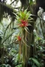 Placeholder: A beautiful epiphyte