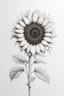Placeholder: A Minimalist white ink pencil and white drawing of white a sunflower in a white background