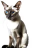 Placeholder: stunning 3D render illustration that brings a masterful painting to life, depicting a regal long. Slender. Sphynx-like, wedge headed, Siamese cat with large ears, dressed in exquisite vintage attire. Its stunning short, close fur, featuring a blend of tan and brown, accentuates with its dark brown colored facial mask with mesmerizing blue eyes. The cat wears a red jacket with gold buttons, a white ruffled collar, a red scarf, . The background transports us to a dimly lit tavern or bar setting,