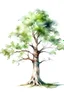 Placeholder: tree White background . watercolor drawing