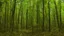 Placeholder: new growth forest