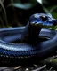 Placeholder: black king cobra