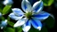 Placeholder: White jasmine contrasts with the deep blue of the bull's face.
