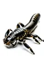 Placeholder: Black emperor Scorpio emblem on a burning landscape background With its Tail curled up behind his back ready to strike and from claws grasping under a storming sky with blue lightening striking around it