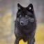 Placeholder: Black wolf with yellow and red