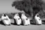 Placeholder: Four Arab sheikhs sitting in the desert wearing typical Arab dress, looking towards the four cardinal points. A talll fat european man in business suit wathhing them while thinking.