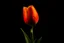 Placeholder: Create small orange tulip colour and colour black background