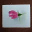 Placeholder: tiny watercolor of single long stem pressed flower, etsy, white parchment