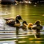 Placeholder: A duck enters the lake with its chicks