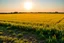 Placeholder: clearing next to an ideal farm field, sunny day, product photo setting, mid-level horizon, taken from 15 feet up