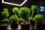 Placeholder: Uhd photography, 8k, ultra HD, A real photography, create a real fluroscent small plant at different stages, neon lighting, natural lighting, medium shot, wide angle, 8K, Ultra - HD, Super - high resolution