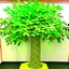 Placeholder: money tree