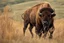 Placeholder: Bison walking uphill towards viewer's right, prairie grasses and plants in foreground, background fades out to completely white