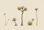 Placeholder: "Isolated concept art of multiple types of alien tree plant on a plain neutral background. Designed for Desert biome – dry, spiky, brittle grass with sharp edges, thorn-like blades, and pale dusty colors