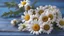 Placeholder: Chamomile flowers on blue wooden table