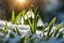 Placeholder: Beautiful Snowdrop flowers on the winter snow and beautiful snow flakes , indirect sun ray on, Miki Asai Macro photography, entire but close-up, hyper detailed, trending on artstation, sharp focus, studio photo, intricate details, highly detailed,