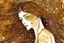 Placeholder: Dynamically dancing long haired brunette woman, in Klimt style, in ochre, watercolor and ink, golden glitters