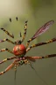 Placeholder: spider dragon-fly hybrid