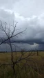 Placeholder: Windblown branches in the field with storm and winds with clouds and