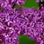 Placeholder: Persian Lilac Syringa x chinensis 'Saugeana' 8k portrait hyperdetailed close up focus beautiful elegant cinematic light delicate insanely detailed high definition intricate triadic vibrant colours complex