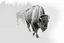 Placeholder: Bison walking towards viewer's right, on white background, fades out on the left