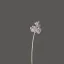 Placeholder: tiny delicate long stem flower, beautiful composition, centered in frame, pastel colors, plain solid color, highly intricate, extremely ornate, highly detailed, photorealistic, chiaroscuro, aesthetic layout, monochrome pantone, minimalist photography, hyper realistic, octane render, minimalist art