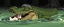 Placeholder: realistic anime crocodile hippo pimp witch with fluffy hair, doing dog things and eating small dog in the style of fallout 4 and giger and escher