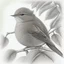 Placeholder: Realistic portrait drawing of a garden warbler tit