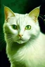 Placeholder: Portrait of a white cat with green eyes that has a bit of black hair on top of head by Van Gogh