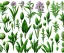 Placeholder: vector plants set illustration. watercolor white backdrop