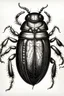 Placeholder: scarabee dessin simple encre de chine