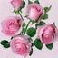 Placeholder: Pink roses, crisp detail, photograph