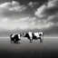 Placeholder: black and white cows in field near forest