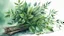 Placeholder: watercolor drawing dark green Gothic bouquet of medicinal herbs and twigs with leaves on a white background, Trending on Artstation, {creative commons}, fanart, AIart, {Woolitize}, by Charlie Bowater, Illustration, Color Grading, Filmic, Nikon D750, Brenizer Method, Side-View, Perspective, Depth of Field, Field of View, F/2.8, Lens Flare, Tonal Colors, 8K, Full-HD, ProPhoto RGB, Perfectionism, Rim Lighting, Natural Lighting, Soft Lighting, Accent Lighting, Diffraction Grading, With Imperfections