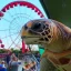 Placeholder: turtle and ferris wheel