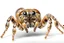 Placeholder: jump spider close up photo on transparent background