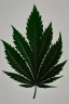 Placeholder: Pencil sketch of a marijuana leaf on lined paper