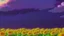 Placeholder: purple sky full of stars, sunflower field, anime, high res, makoto shinkai