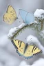 Placeholder: Light yellow and light blue butterflies in the snowy winter