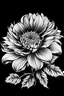 Placeholder: Ambrosia flower BLACK WITHE DRAWING