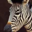 Placeholder:  female human-zebra