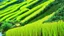 Placeholder: Terraced rice fields, painting verdant stairways to the heavens.