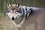 Placeholder: wolf in a forest, real image, real photograph, photograph taken with a canon camera and an 18-125 zoom lens