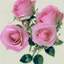 Placeholder: Pink roses, crisp detail, photograph