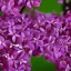 Placeholder: Persian Lilac Syringa x chinensis 'Saugeana' 8k portrait hyperdetailed close up focus beautiful elegant cinematic light delicate insanely detailed high definition intricate triadic vibrant colours complex hyperrealism